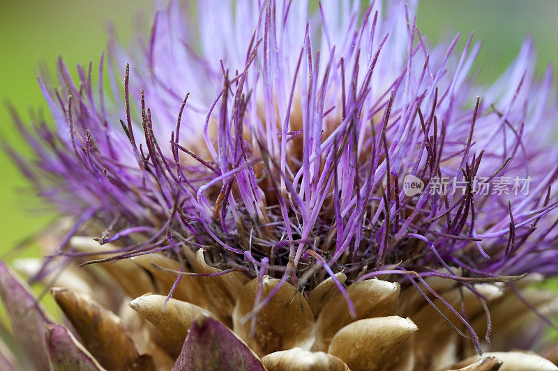 洋蓟花(Cynaria scolymus)